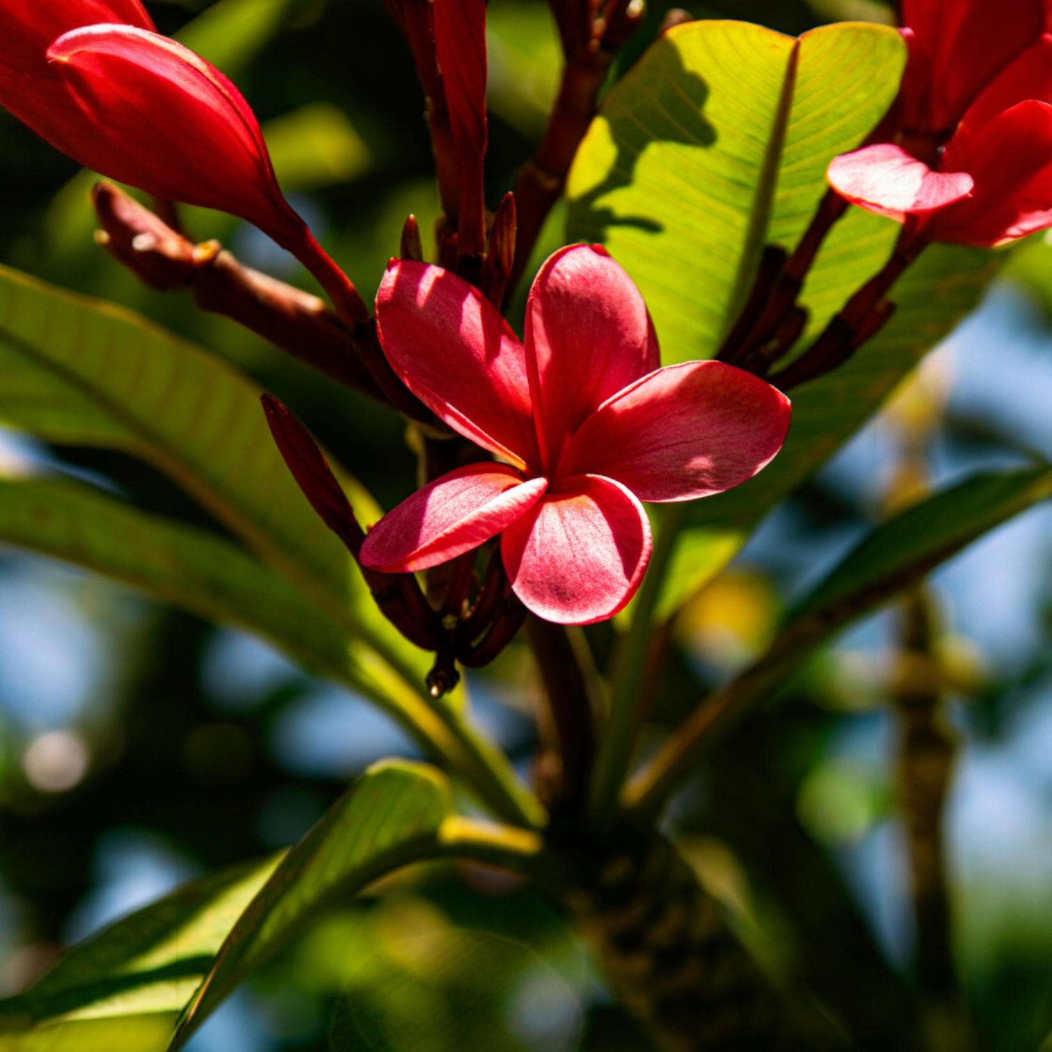 Plumeria/KathChapa/Frangipani flower/wood champa flower Live Plant 